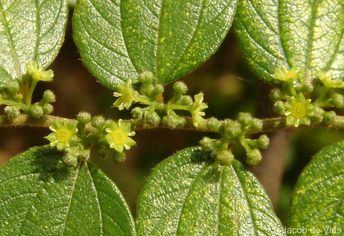Ziziphus oenopolia (L.) Mill.